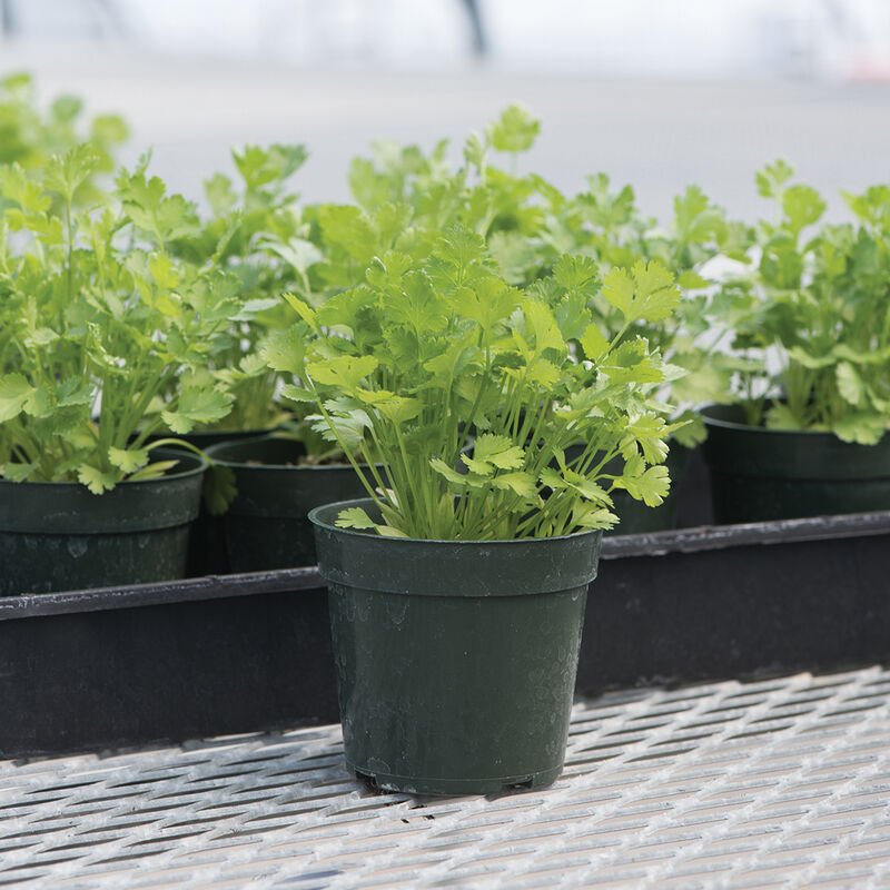 Santo Organic Cilantro/Coriander Seed