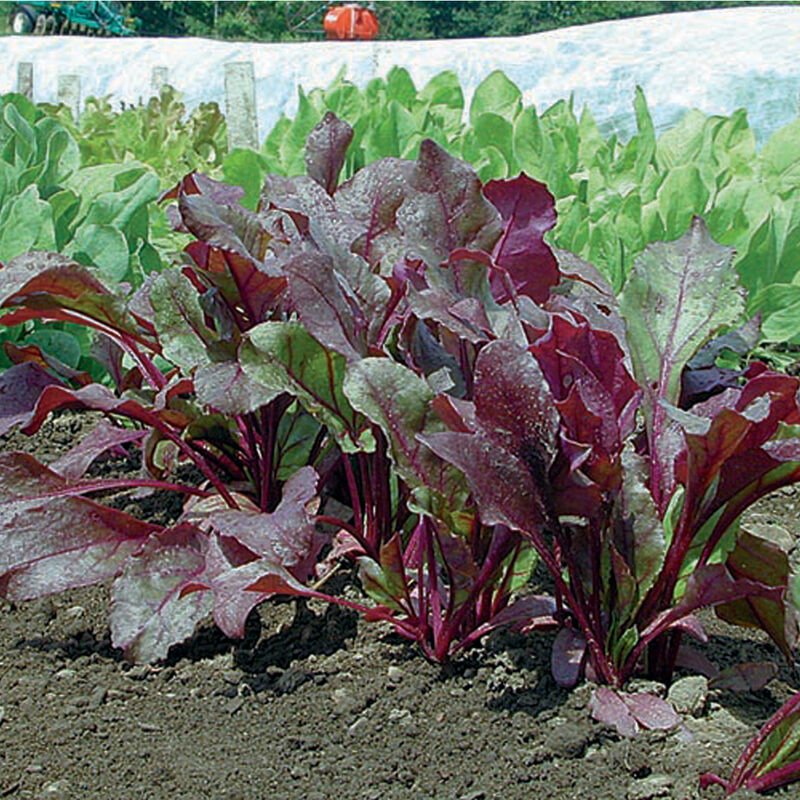 Bull's Blood Beet
